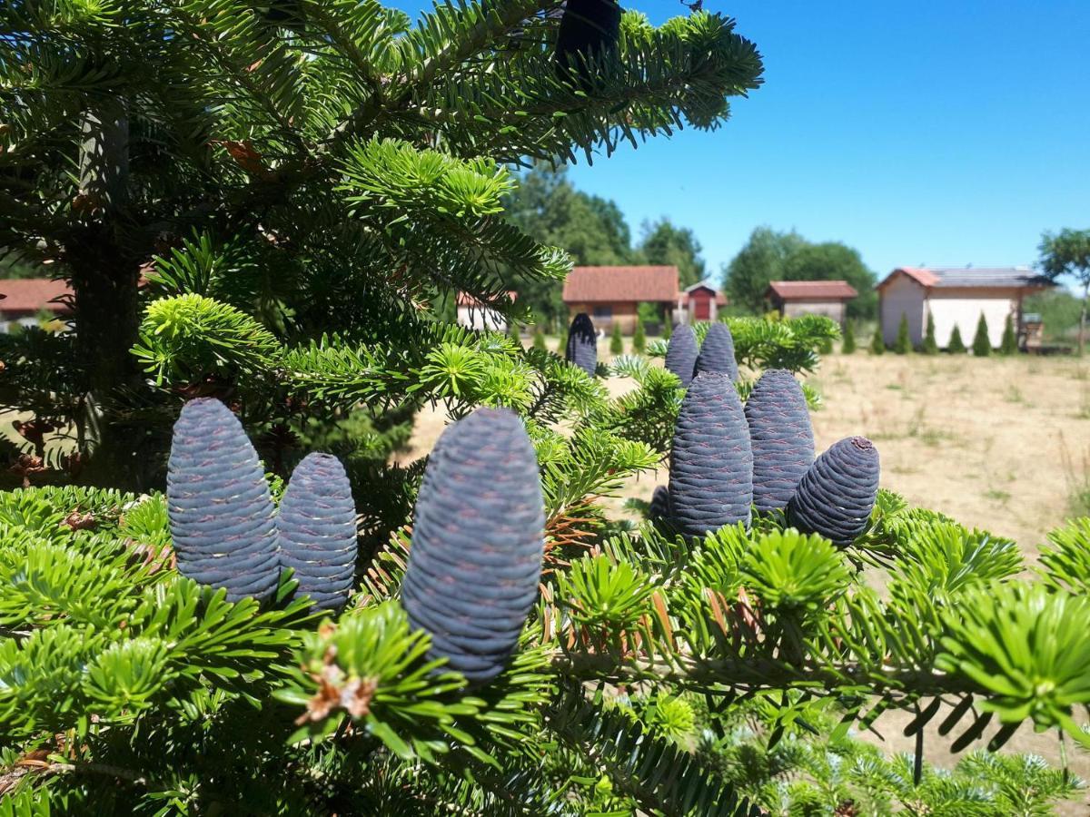 Hotel Paeevatalu Camping Vilusi Zewnętrze zdjęcie